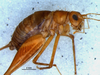 CollectionObject 1580527; 5758bde5-ba54-4a92-90c4-7b188598e15a: female, lateral view (paratype). (CollectionObject).