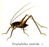 Pl. 9. male habitus. Depicts Troglophilus (Troglophilus) cavicola (Kollar, 1833), an Otu.