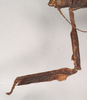 CollectionObject 1559458; NHMUK(SF IMPORT DUPLICATE) 844621, 9b490768-d036-4de7-b05c-5ef3bf418c8c: copyright Natural History Museum, London. female: foreleg of Hermogenes hosei (holotype). (CollectionObject).