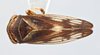 Habitus, dorsal view on Oncopsis (Oncopsis) minor terranovae Hamilton, 1987: (Observation).