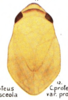 Habitus, dorsal view on Clastoptera proteus Fitch, 1851: (Observation).