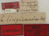 CollectionObject 1534974; 56044d68-65f7-4f70-90b5-72399c56b72c: labels (lectotype). (CollectionObject).