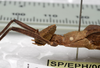 CollectionObject 1576185; SPM SP/EPH/00788, ba945d23-a770-4715-8a95-48ca6d089e9f: copyright SPM Kinabalu. female: head & thorax, lateral view (holotype). (CollectionObject).