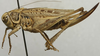 CollectionObject 1536009; 62099709-3525-4cbf-ba77-ea6b8b465b2d: female, lateral view (syntype). (CollectionObject).