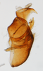 Pygofer, lateral view: !! display not done !! on Eumetopina flavipes Muir, 1913: (Observation).