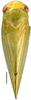 Habitus, dorsal view: Hypacostemma viridissima, dorsally (PPRI). (Observation).