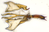 Aedeagus, ventral view: (Observation).