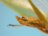 CollectionObject 1542907; DEES MZLQ-I0092', 17874234-cdc3-409d-8863-e44ab1924bd8: male, apice of the abdomen (syntype of Ctenophorema balneare). (CollectionObject).