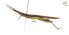 CollectionObject 1849148; Unioeste Cascavel SAOP-131M, b85f55b1-7e2b-4280-a044-4412c83b3647: Male. Lateral view. (CollectionObject).