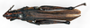 CollectionObject 1578634; 0b73a41d-dee8-44c7-ae27-03f58332b7ab: male, dorsal view (paralectotype of Ochrophlebia serpae). (CollectionObject).
