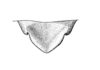 Rehniella glaphyra Hebard, 1928: Plate VI. Fig. 1. Male. Dorsal view of male supra-anal plate. Type. (Otu).