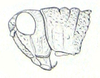 Cumainocloidus cordillerae Bruner, 1913: Fig. 11. male head and pronotum, lateral view. (Otu).