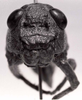 CollectionObject 1526823; 6ba23ba4-8f5e-4a1f-a5d3-c0ecb582c71b: Image C.S. Carbonell. female, frontal view. (CollectionObject).