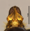 Pygofer, dorsal view: !! display not done !! on Scaralina marmorata (Spinola, 1839): (Observation).