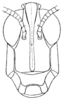 Morsea californica Scudder, 1898: Pl. 13 fig. 6. female, head, outline of cephalic aspect. (Otu).