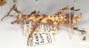 CollectionObject 1558784; bef01d1e-e6b3-4b2e-8690-b90a7bdb3aad: copyright UMO. Extatosoma bufonium female juv. (holotype). (CollectionObject).