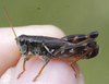 Melanoplus stupefactus (Scudder, 1876): male. (Otu).
