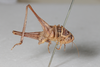 CollectionObject 1475708; 19fbc150-81d7-45ba-a036-b7db7fde2400: Male, #2, lateral view (syntype). (CollectionObject).