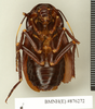 CollectionObject 1572956; c3486eab-d4d6-4652-8a4e-1337bb12eee0: Copyright Natural History Museum, London. Non-type (adult male) in BM(NH). Ventral view. (CollectionObject).
