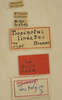 CollectionObject 1533385; USNM 9733, 1577eea6-755d-434d-ae4d-d77da9346456: labels (holotype). (CollectionObject).