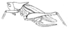 Nannagroecia gracilipes Redtenbacher, 1891: Pl. IV, Fig. 69. female habitus (pronotum length 5 mm, tegmina 13.5 mm, ovipositor 8.4 mm). (Otu).