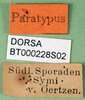 CollectionObject 1502461; 0c8a0305-9b3d-4404-a4e8-1a8998513634: labels (paratype). (CollectionObject).