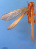 CollectionObject 1505458; 265a54be-add9-4d51-b96d-a0109759bc0c: male, dorsal view. (CollectionObject).