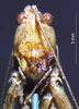 CollectionObject 1506721; 8db43aef-91f4-4c15-81f1-addc7b79763c: male frons (holotype). (CollectionObject).