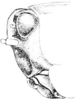 Tettigidea empedonepia Hubbell, 1937: Fig. 184. female, head, lateral view. (Otu).