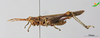CollectionObject 2279434; ee7e3461-91d8-4a0a-a07d-3a358fbdbd1c, Unioeste Cascavel K-1308: Male, lateral view. Aptoceras iguassuensis. (CollectionObject).