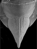 Ovipositor: !! display not done !! on Clorindaia cyphora Blocker & Fang, 1992: female sternite VII, pygofer and ovipositor. (Observation).