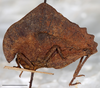 Hymenotes triangularis Westwood, 1837: male, lateral habitus, Mount Makiling, UPLBMNH, scale bar: 5 mm. (Otu).