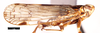 Habitus, lateral view: (Observation).
