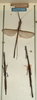 CollectionObject 1558385; NMW 937, e57d7063-f70e-4093-bfa2-347241a14851: copyright NMW, Vienna. male of Diardia signata (lectotype with wings open and paralectotypes). (CollectionObject).