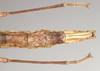 CollectionObject 1557207; NHMUK(SF IMPORT DUPLICATE) 844749, 47bd52d6-3901-4e54-95f5-ff25360d73fa: copyright Natural History Museum, London. female: end of abdomen, ventral view (paratype). (CollectionObject).