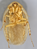 CollectionObject 1569186; 678c295d-a5dd-410f-905d-ebe9c49ef57a: Photo by Heidi Hopkins. Holotype, adult male, ventral habitus. (CollectionObject).