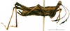 CollectionObject 1585482; 3c475353-cecd-423e-8024-f4baf62ab89f: female, lateral view. (CollectionObject).