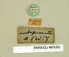 Blaberus discoidalis Serville, 1838: Copyright Natural History Museum, London. Labels from paralectotype (adult male) of Blabera subspurcata Walker, 1868 in BM(NH). (Otu).