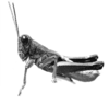 Dichromatos lilloanus (Liebermann, 1948): Fig. 4A. male habitus. (Otu).