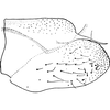Pygofer, lateral view on Diomma (Bunyipia) nunae (Dworakowska, 1972): Pygofer, lateral view. (Observation).