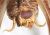 CollectionObject 1531293; eb410ccb-8368-43f7-8f24-2144ffc05aed: male abdomen tip, ventral view (holotype). (CollectionObject).