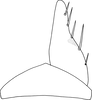 Subgenital plate, ventral view on Changwhania terauchii (Matsumura, 1915): Subgenital plate. (Observation).