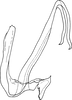 Aedeagus, lateral view on Anufrievia adaucta Cao & Zhang, 2018: Aedeagus, lateral view. (Observation).