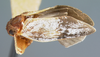 Habitus, lateral view on Demina anigis Medler, 2000: (Observation).