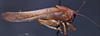CollectionObject 1507390; afc63221-3327-4ae0-97ab-e35d6f97d64b: male habitus lateral view (holotype). (CollectionObject).