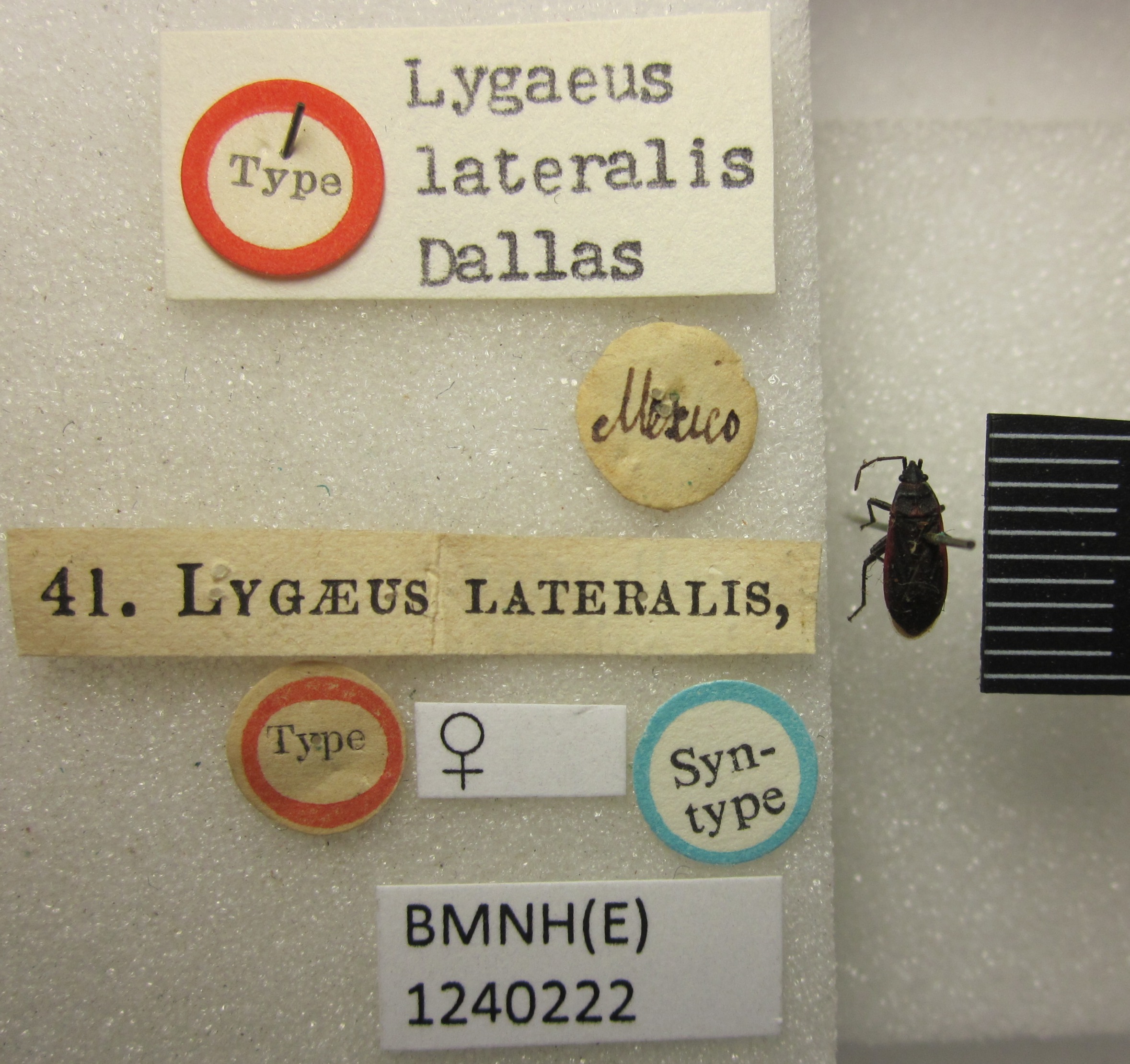 Lygaeus lateralis. Syntype. (BMNH) - (CC BY-NC 4.0) Photo by Stuart Cole, reproduced with permission from the Natural History Museum, London, UK Depicts Melacoryphus lateralis (Dallas, 1852), an Otu.