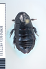 CollectionObject 1573496; aab55d8f-aa83-4620-a874-830f21dba060: Copyright NHM, London. dorsal view, non-type. (CollectionObject).