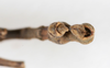 CollectionObject 1561484; 9996d593-163b-4fa3-bf89-4646e1084155: copyright MHNG Geneva. male: end of abdomen, ventral view (holotype). (CollectionObject).