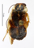 CollectionObject 1587755; MNHN(SF IMPORT DUPLICATE) MNHN-EP-EP1431, f613cb0d-543b-426b-8942-dde76440c853: CC BY-NC-ND 4.0/MNHN - Depraetere Marion - 2014. Non type, female. Specimen number: MNHN-EP-EP1431. http://coldb.mnhn.fr/catalognumber/mnhn/ep/ep1431. (CollectionObject).