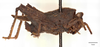 CollectionObject 1537270; f950b392-6df1-4fa4-8b31-111e6715130a: holotype male (lateral view). (CollectionObject).
